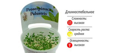 Прозерпинака палюстрис (меристемное растение)